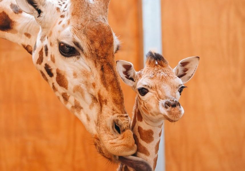 Baby giraffe born at Auckland Zoo…