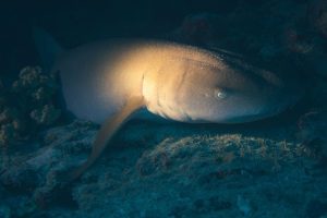 DOC seeks feedback on shark conservation plan