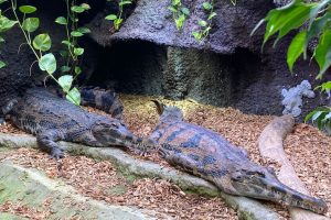 New crocs for Auckland Zoo ahead of new habitat launch