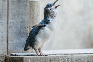 Dora’s Penguin of the Year Award a win for wildlife education