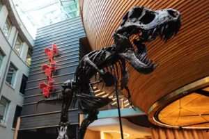 T. rex drives record visitation to Auckland Museum