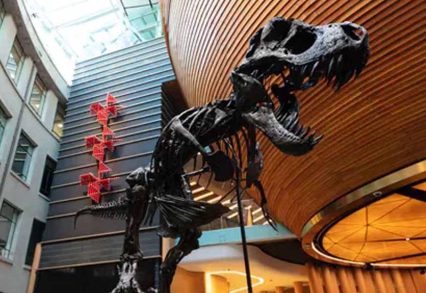 T. rex drives record visitation to Auckland Museum