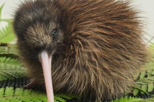 First tokoeka chick of the season hatches at Haast