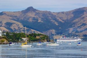 Yes, dolphins have moved further from Akaroa but we see them on 98% of cruises – operator