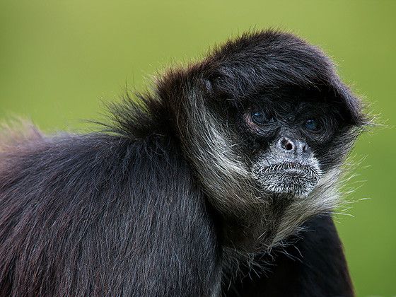 Spider monkeys return to Orana Wildlife Park