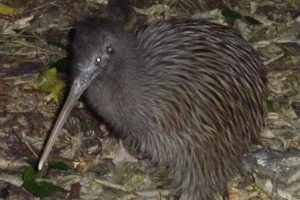 Rare kiwi threatened by illegal National Park pig release