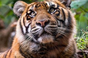 Sumatran tigers join Auckland Zoo