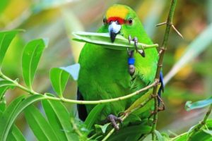 Pūkaha releases rare parakeets into the wild