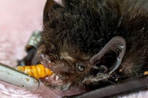 Hamilton Zoo, DOC set long-tailed bat free