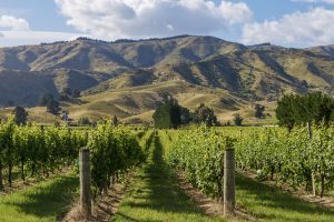 Marlborough one of ‘most welcoming regions on Earth’ – Booking.com awards