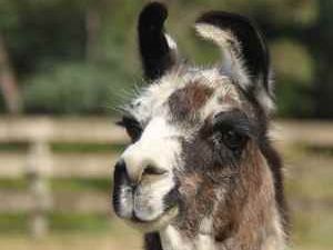 Orana mourns loss of Roldo the llama after 23 years