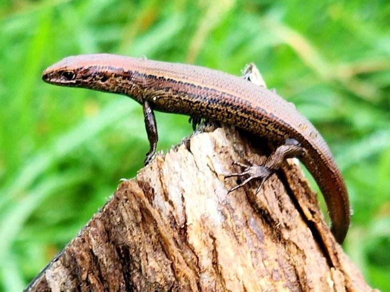 Endangered skinks leave Auckland Zoo for West Coast