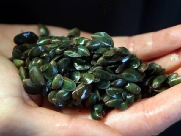 Kelly Tarlton’s partnership hopes to re-mussel Hauraki Gulf