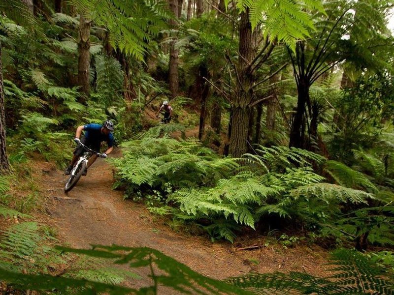 New app showcases Rotorua forest, iwi stories