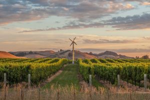 Hawke’s Bay named 12th Great Wine Capital of the world