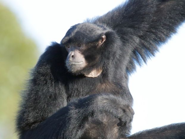 Orana welcomes new siamang gibbon
