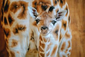New giraffe for Auckland Zoo, name needed