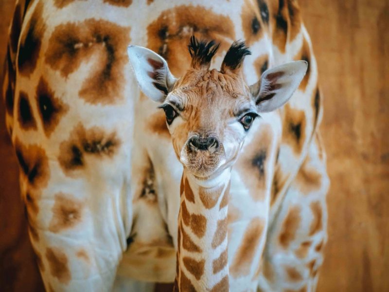 New giraffe for Auckland Zoo, name needed