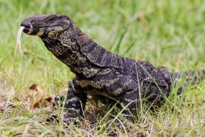 Wellington Zoo brings big lizards out for display