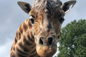 Hamilton, Auckland Zoos mourn animal deaths