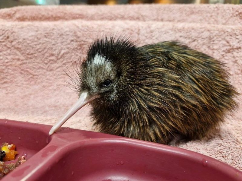 Pūkaha celebrates kiwi, pāteke births