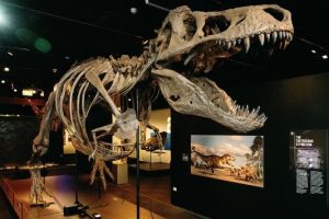 Dinosaurs exhibition among Waikato Museum’s largest