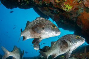 Perspectives: Why marine protected areas are important for tourism and fisheries